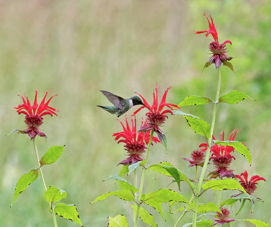 Hummingbird with Bee Balm Photograph by Scott Miller | Fine Art America