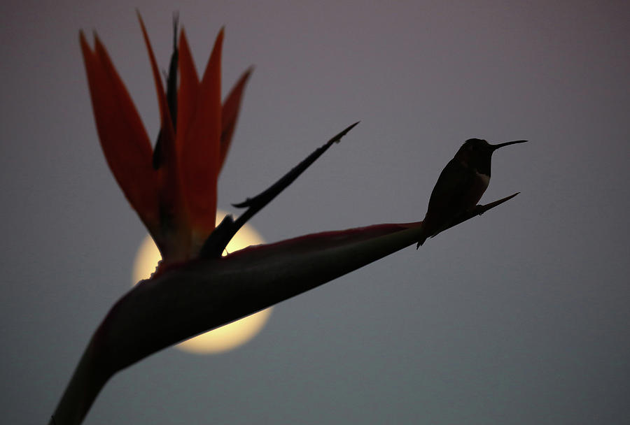Hummingbird with Bird of Paradise and Moonrise Photograph by Robin Street-Morris
