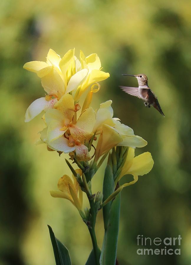 Hummingbird with Canna Lily 6 Vertical Photograph by Carol Groenen
