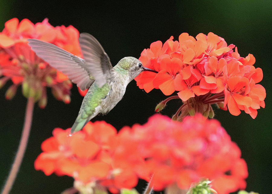Hummingbird with Cascading Geranium Photograph by Tran Boelsterli