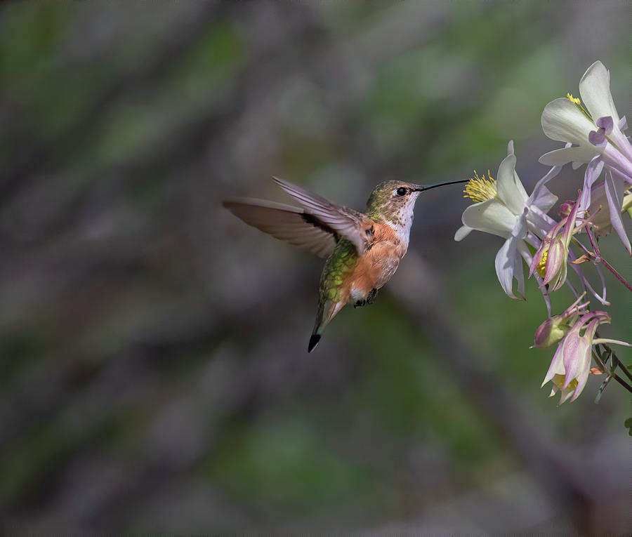 Hummingbird with Columbines Photograph by Laura Terriere