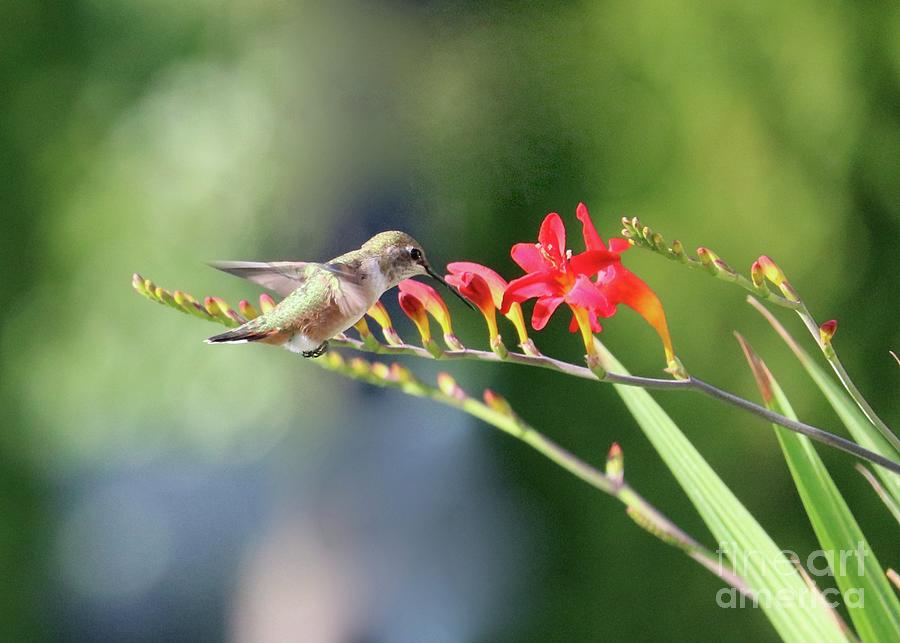 Hummingbird with Crocosmia 2 Photograph by Carol Groenen
