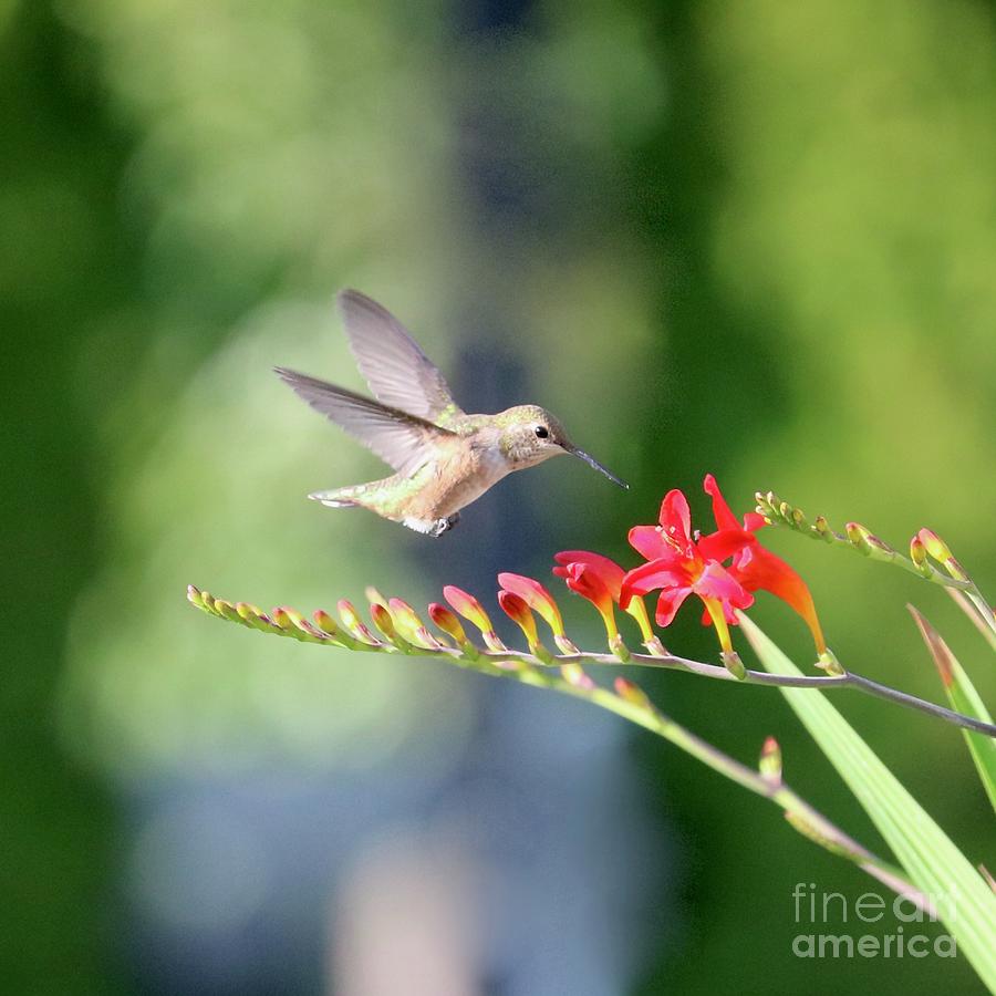 Hummingbird with Crocosmia Photograph by Carol Groenen