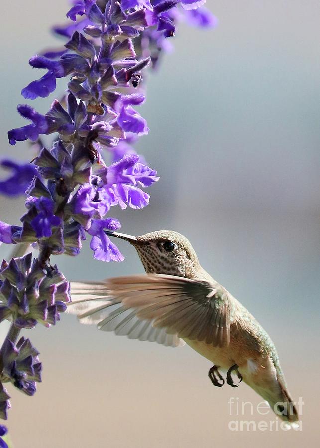 Hummingbird with Delicate Salvia Photograph by Carol Groenen