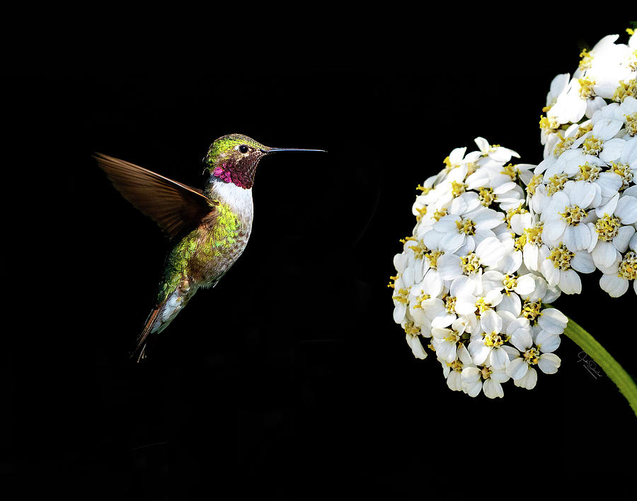 Hummingbird with Flower Photograph by Judi Dressler