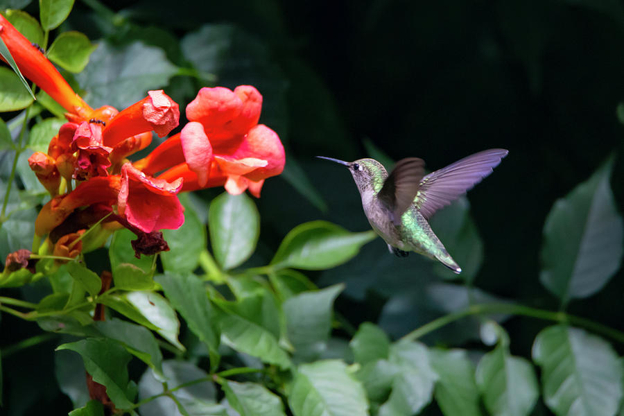 Hummingbird With Flowers Photograph