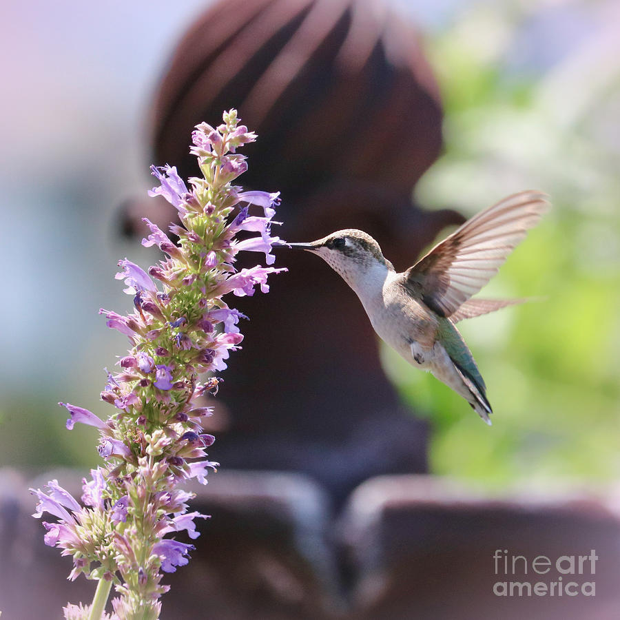 Hummingbird with Fountain and Lavender Tint Photograph by Carol Groenen