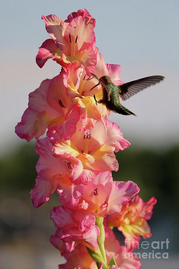 Hummingbird with Glorious Gladiolus 3 Photograph by Carol Groenen