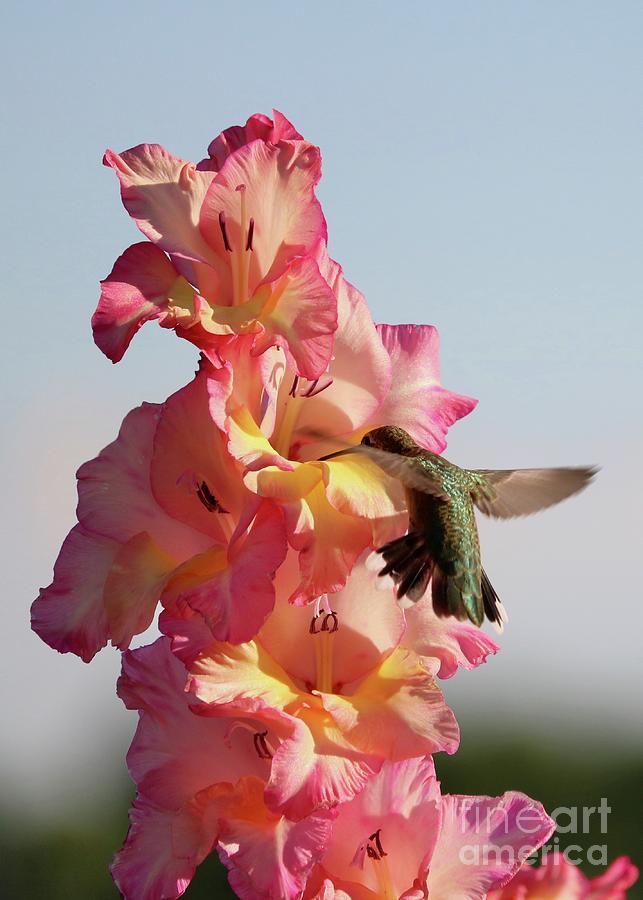 Hummingbird with Glorious Gladiolus Photograph by Carol Groenen