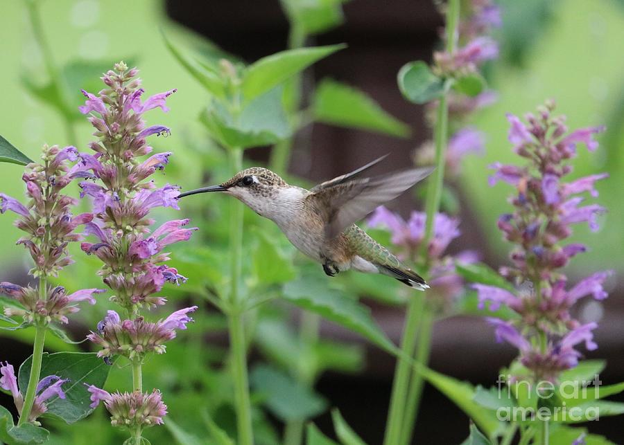 Hummingbird With Lovely Agastache Photograph