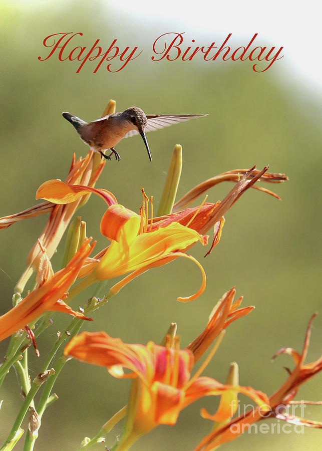 Hummingbird with Orange Daylily Birthday Card Photograph by Carol Groenen