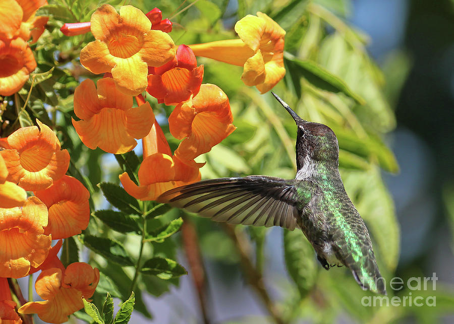 Hummingbird with Orange Flowers in Garden Photograph by Stephanie Laird
