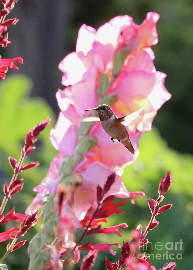 Hummingbird with Pink and Red Flowers Photograph by Carol Groenen