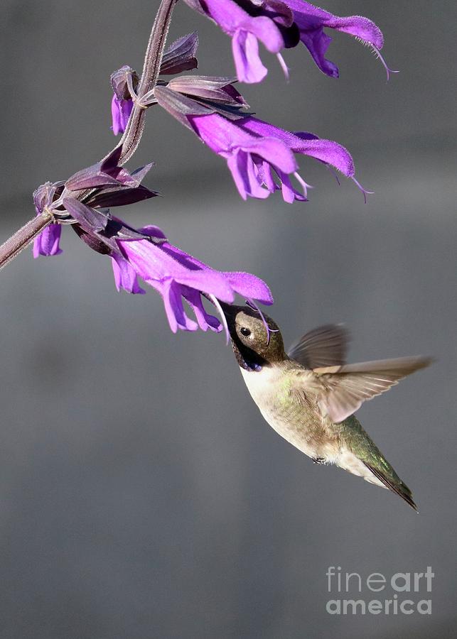 Hummingbird with Purple Flowers and Gray Background Photograph by Carol Groenen