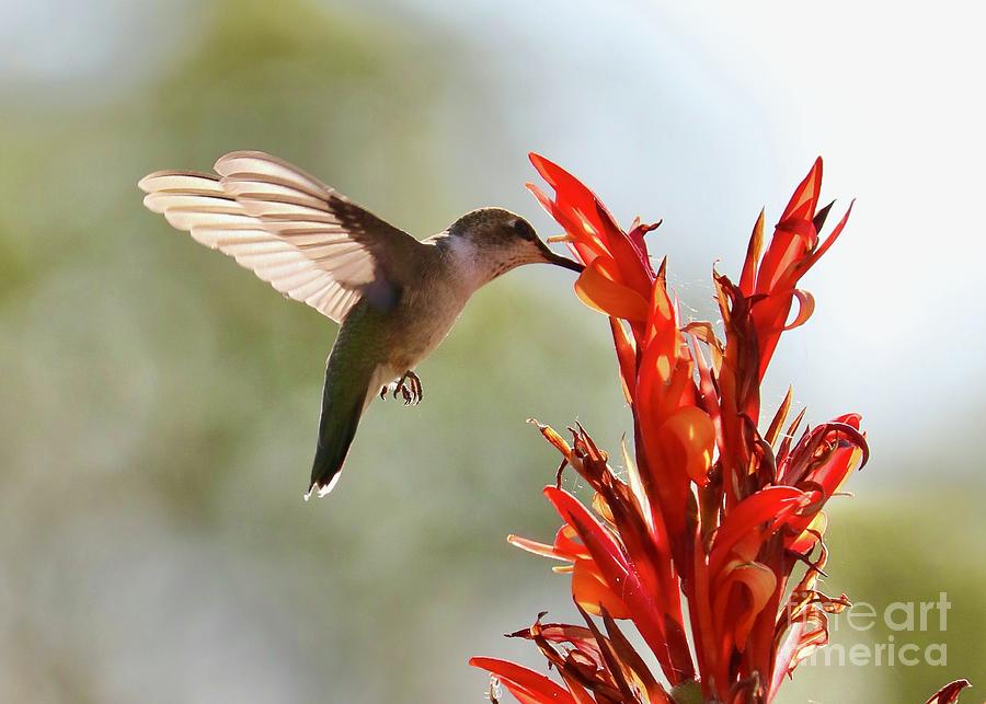 Hummingbird With Red Canna Lily Photograph
