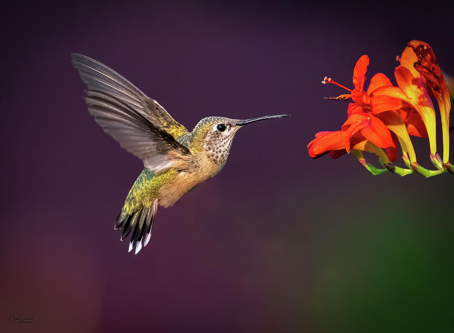 Hummingbird with Red Flower Photograph by Judi Dressler