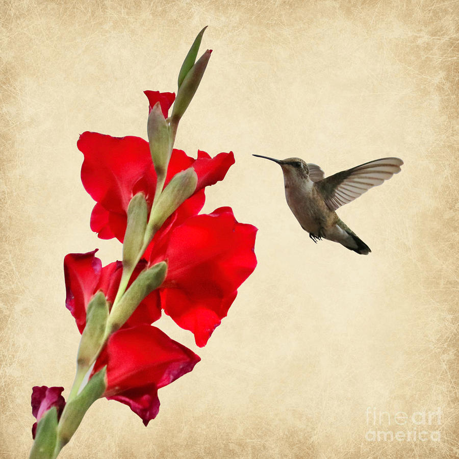 Hummingbird with Red Gladiolus Creative Photograph by Carol Groenen
