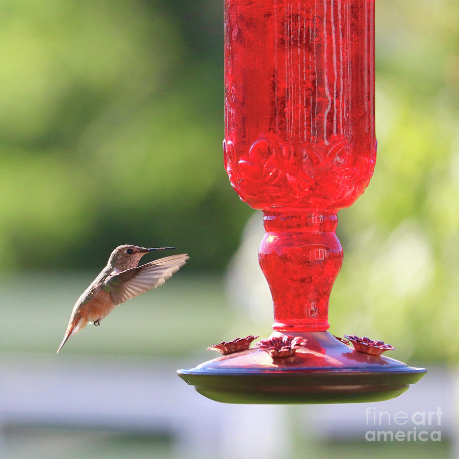 Hummingbird with Ruby Red Bird Feeder Square Photograph by Carol Groenen