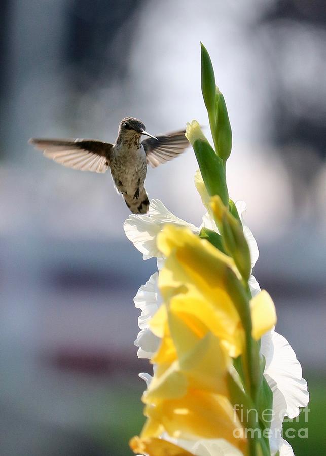 Hummingbird with White and Yellow Gladiolus 2 Photograph by Carol Groenen