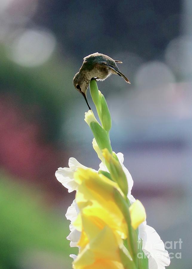 Hummingbird with White and Yellow Gladiolus 3 Photograph by Carol Groenen