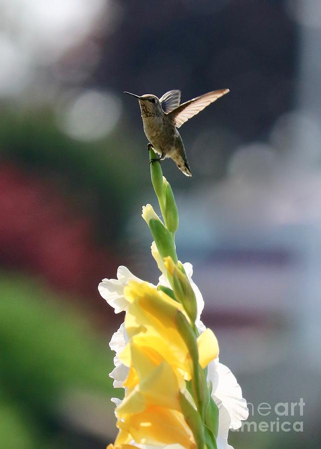 Hummingbird with White and Yellow Gladiolus 4 Photograph by Carol Groenen