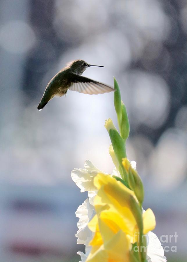 Hummingbird with White and Yellow Gladiolus 5 Photograph by Carol Groenen