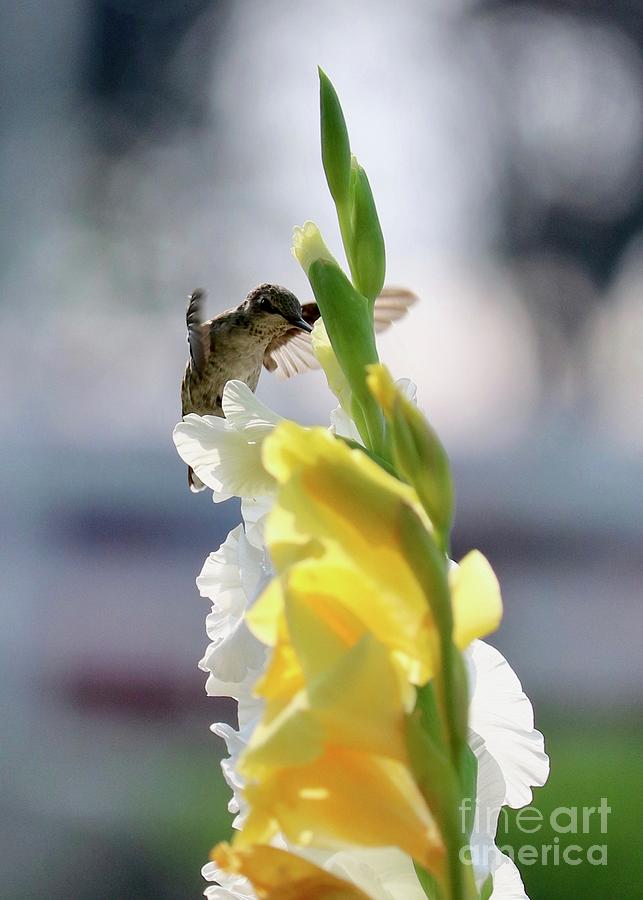 Hummingbird with White and Yellow Gladiolus Photograph by Carol Groenen