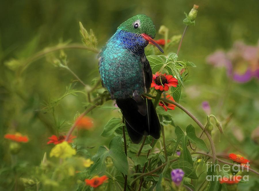 Hummingbird With Wild Flowers Photograph by John Kolenberg