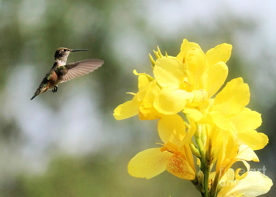 Hummingbird with Yellow Canna Lily 3 Photograph by Carol Groenen