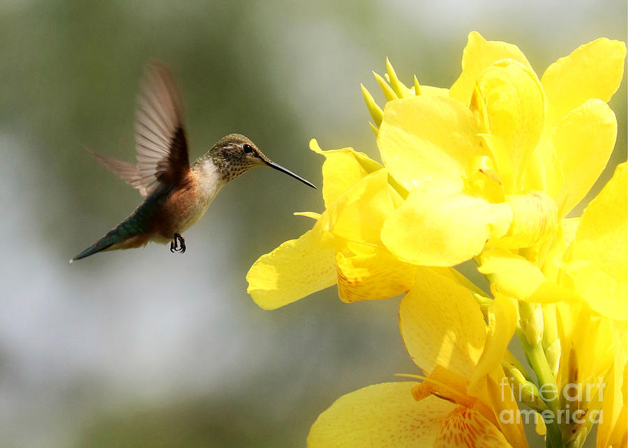 Hummingbird with Yellow Canna Lily 4 Photograph by Carol Groenen
