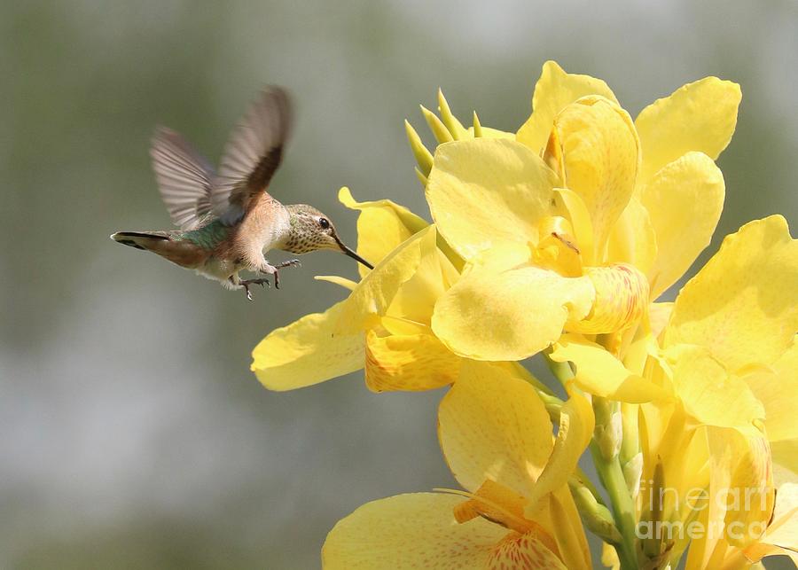 Hummingbird with Yellow Canna Lily 7 Photograph by Carol Groenen