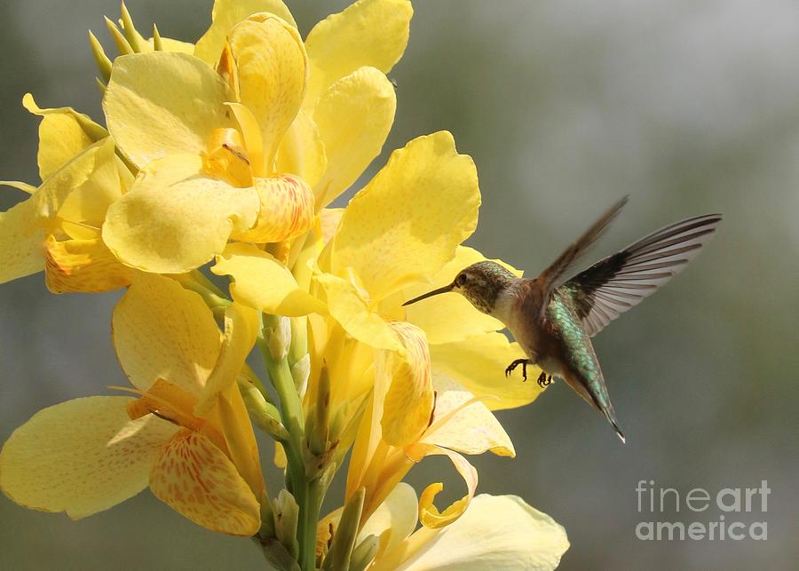Hummingbird with Yellow Canna Lily 8 Photograph by Carol Groenen