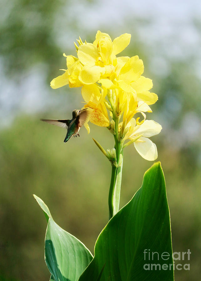 Hummingbird with Yellow Canna Lily Photograph by Carol Groenen