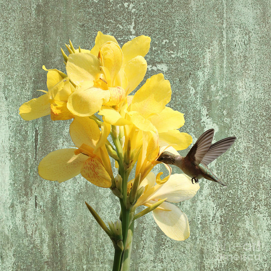 Hummingbird with Yellow Canna Lily Creative 2 Photograph by Carol Groenen