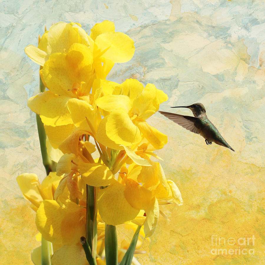 Hummingbird with Yellow Canna Lily Creative 3 Photograph by Carol Groenen