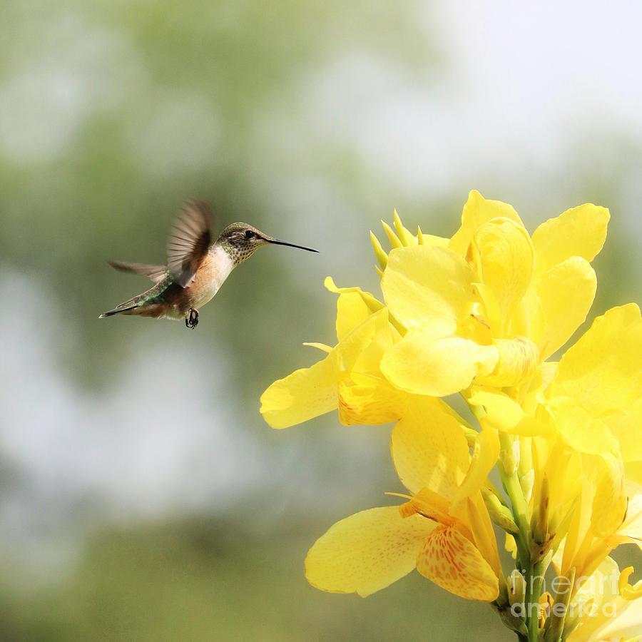 Hummingbird with Yellow Canna Lily Square Photograph by Carol Groenen