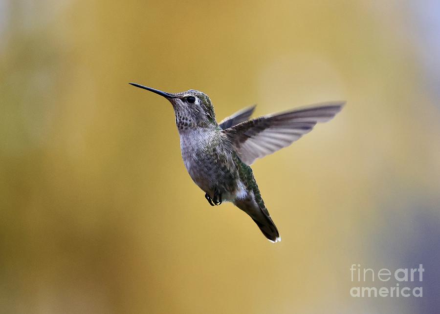 Hummingbird with Yellow Gray Background Photograph by Carol Groenen