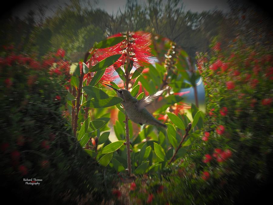 Hummingbird Working Photograph by Richard Thomas