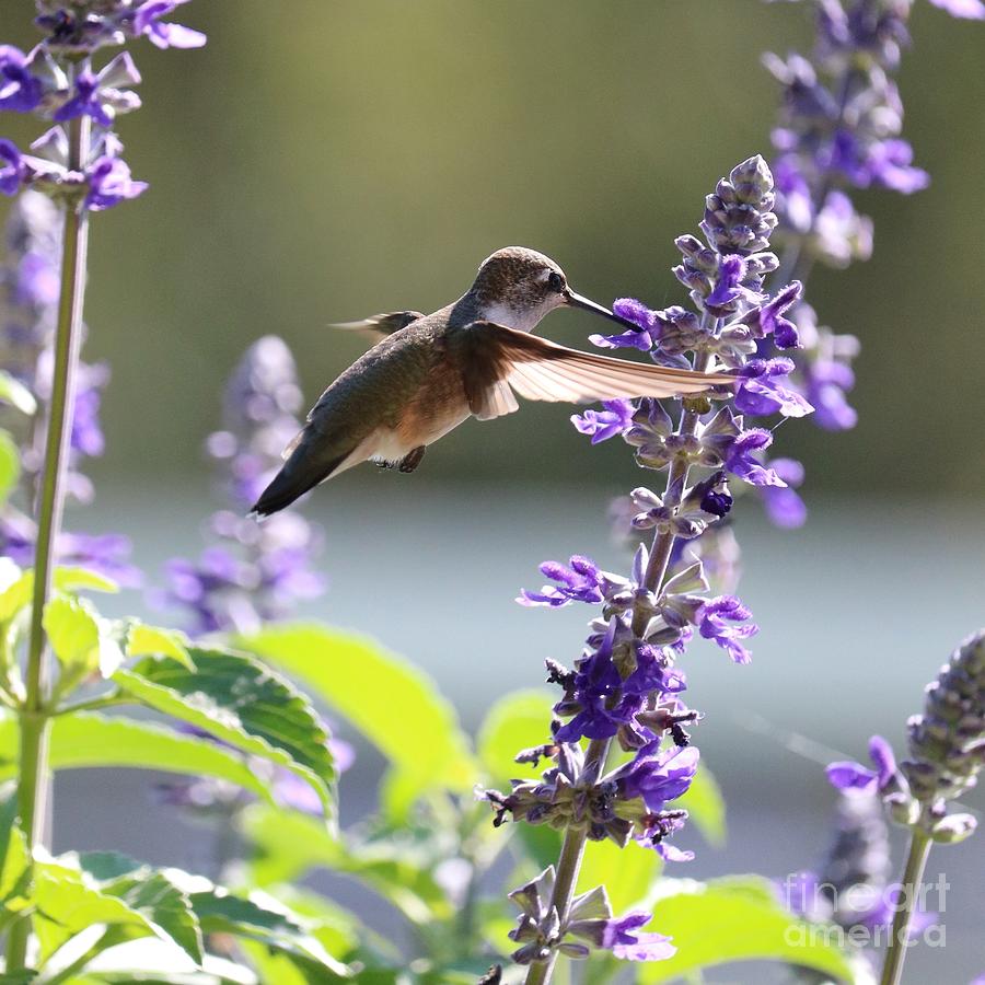 Hummingbird World Square Photograph by Carol Groenen