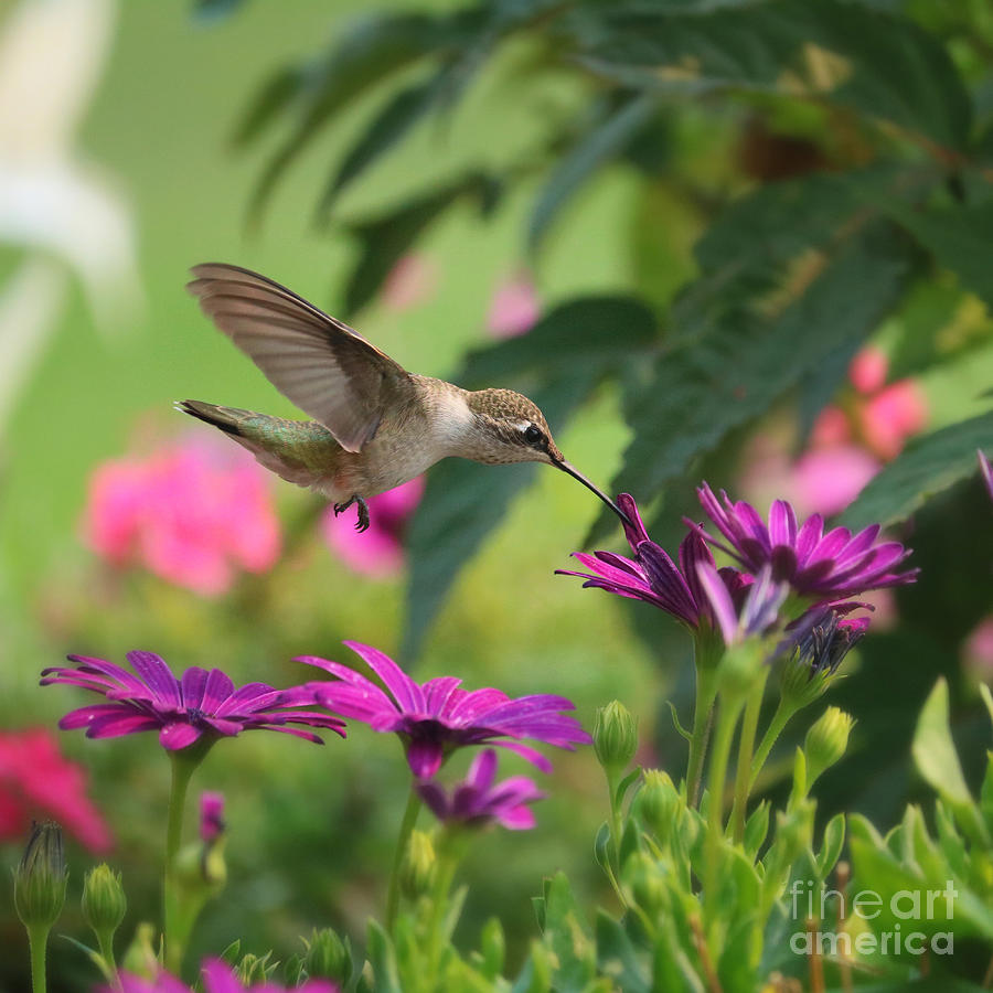 Hummingbird World with Purple Daisies Photograph by Carol Groenen