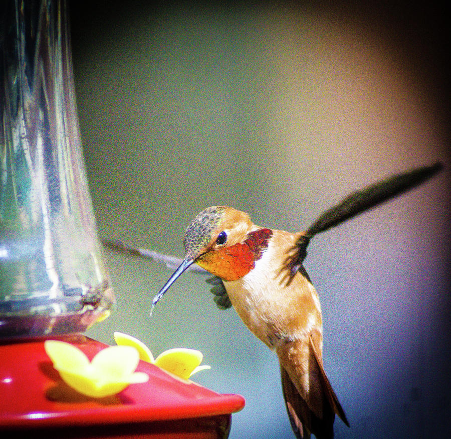 Hummingbird1 Photograph by Peggy McCormick