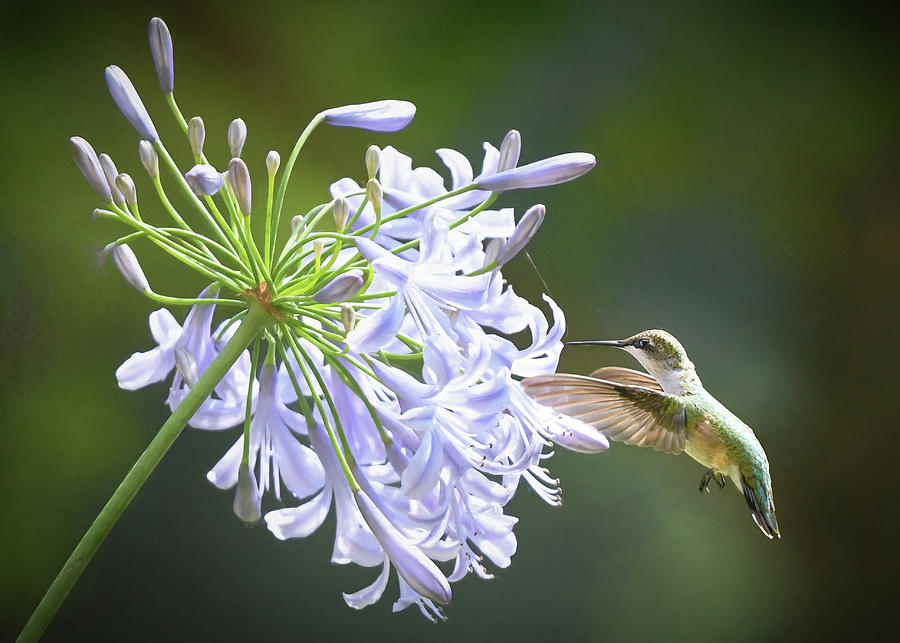 Hummingbirds and Agapanthus Attraction  Photograph by Mary Lynn Giacomini