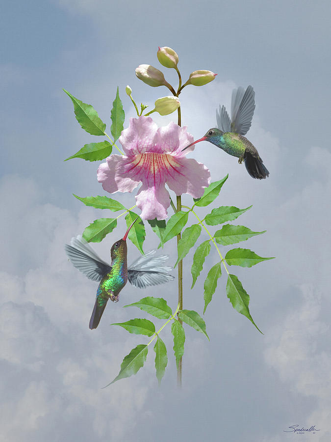Hummingbirds and Trumpet Flower Digital Art by M Spadecaller