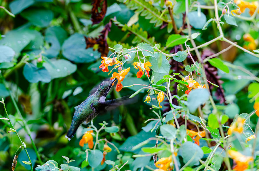 Hummingbirds Drink Photograph by Wild Fotos