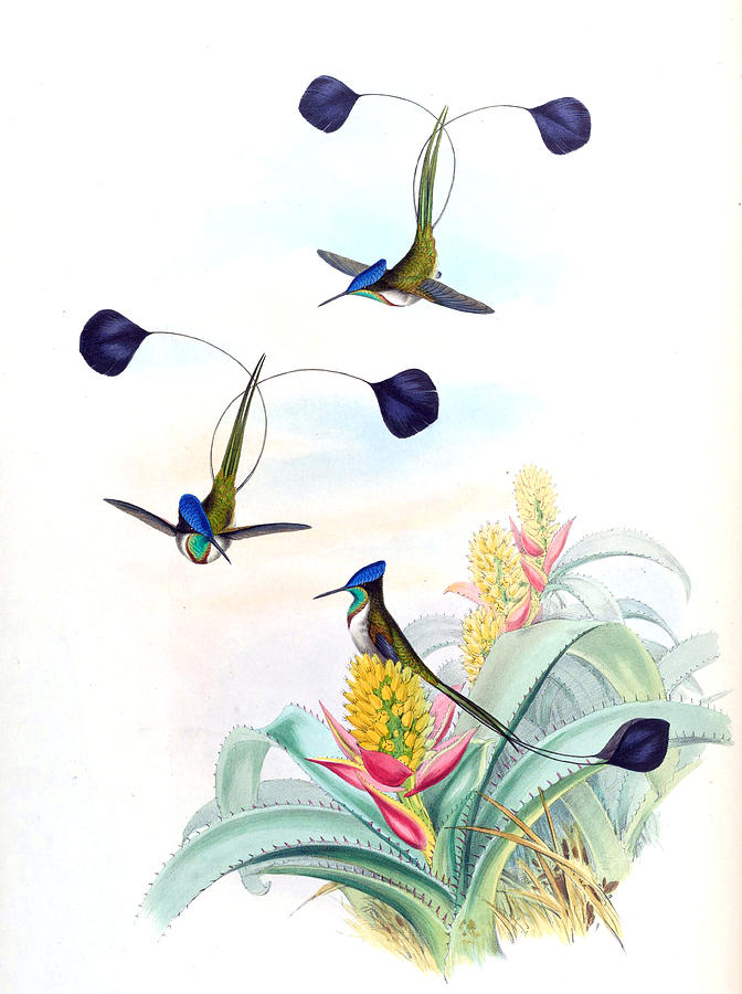Hummingbirds. John Gould Mixed Media by World Art Collective