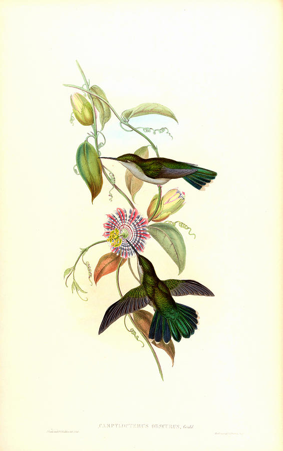 Hummingbirds. John Gould Mixed Media by World Art Collective