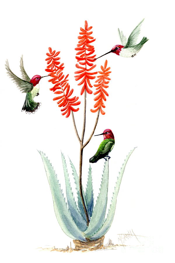 Nature Painting - Hummingbirds Love Aloe Vera by Marilyn Smith