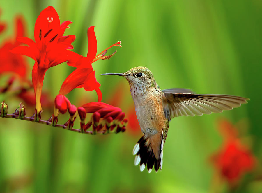 hummingbird flowers hummingbird flowers