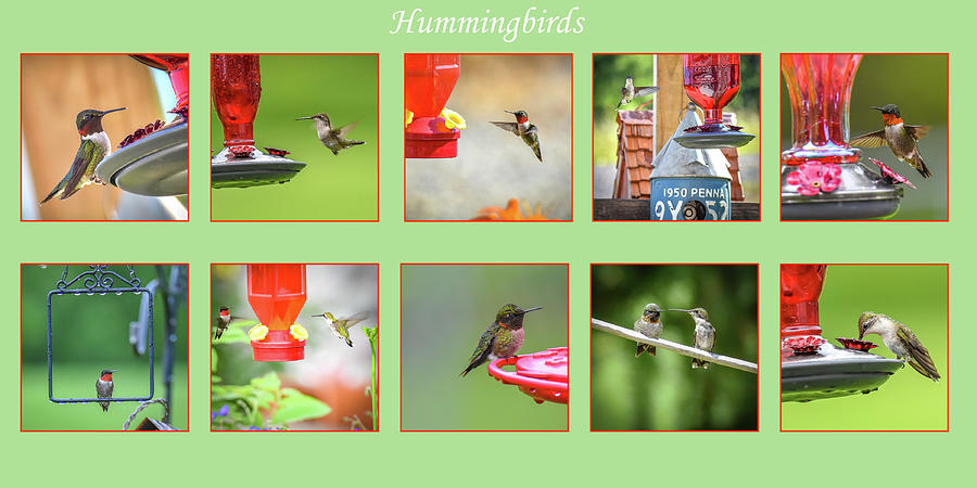 Hummingbirds Photograph by Michelle Wittensoldner