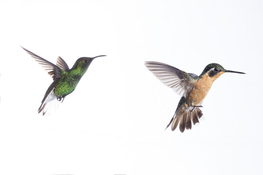Hummingbirds Photograph by Nicolas Reusens